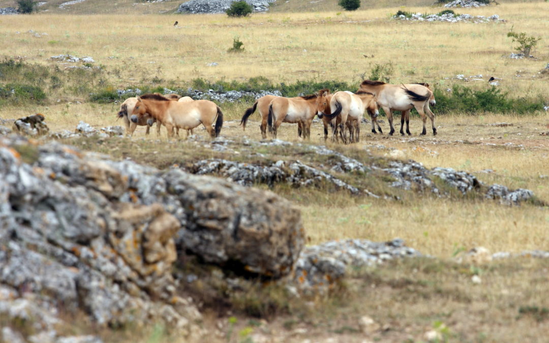 Les Chevaux de Przewalski sur le Causse Méjean